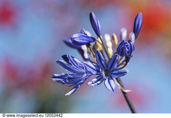Blue Agapanthus in bloom; Astoria  Oregon  United States of America