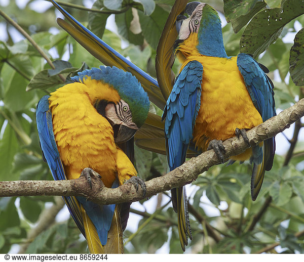 Blue-and-yellow macaws  Pantanal  Brazil
