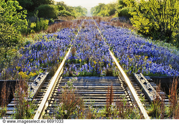 Blue Bonnets on Railroad Tracks