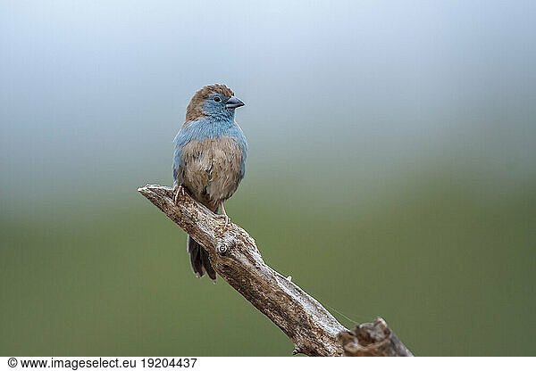 Blue-breasted Cordonbleu standing on a branch isolated in natural background in Kruger National park  South Africa ; Specie Uraeginthus angolensis family of Estrildidae