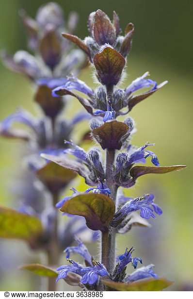Blue bugle  Bugleherb  Bugleweed  Carpetweed  or Common bugle (Ajuga reptans)