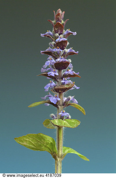 Blue Bugle  Bugleherb  Bugleweed or Carpetweed (Ajuga reptans)  medicinal plant