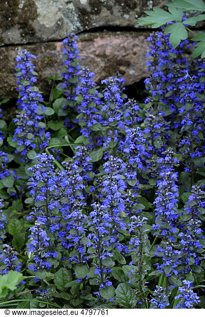 Blue Bugle or Carpetweed (Ajuga reptans)