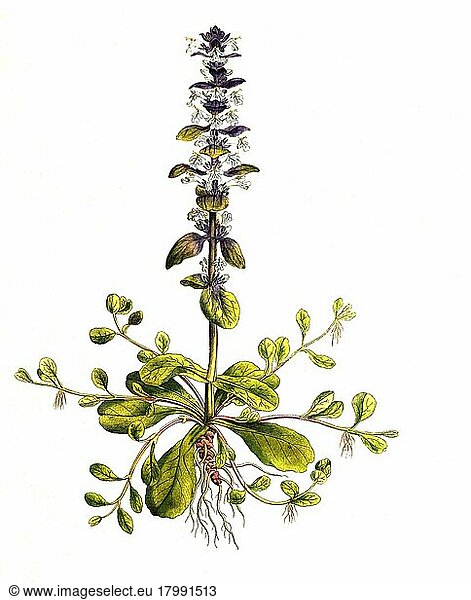 Blue bugles (Ajuga reptans)  also Guldengünsel  digitally restored reproduction of an original from the 19th century  exact original date not known