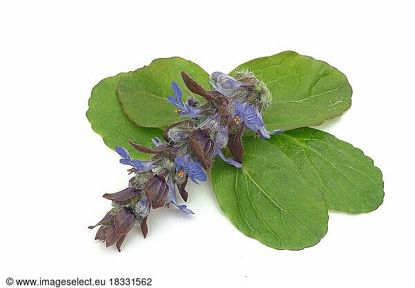 Blue bugles (Ajuga reptans)  also known as guilder's goutweed  medicinal plant  infusion of dried flowering parts of the creeping goutweed is said to help against rheumatism  stomach ulcers  angina and diarrhoea when drunk