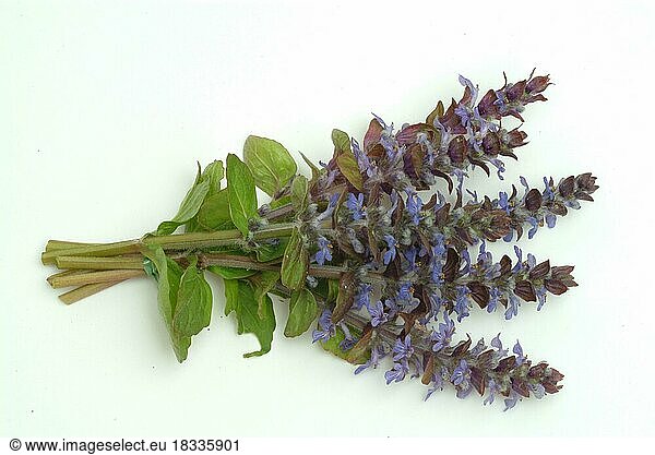 Blue bugles (Ajuga reptans)  also known as guilder's goutweed  medicinal plant  infusion of dried flowering parts of the creeping goutweed is said to help against rheumatism  stomach ulcers  angina and diarrhoea when drunk