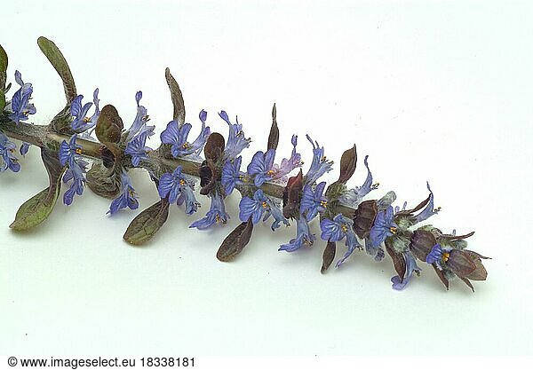 Blue bugles (Ajuga reptans)  also known as guilder's goutweed  medicinal plant  infusion of dried flowering parts of the creeping goutweed is said to help against rheumatism  stomach ulcers  angina and diarrhoea when drunk