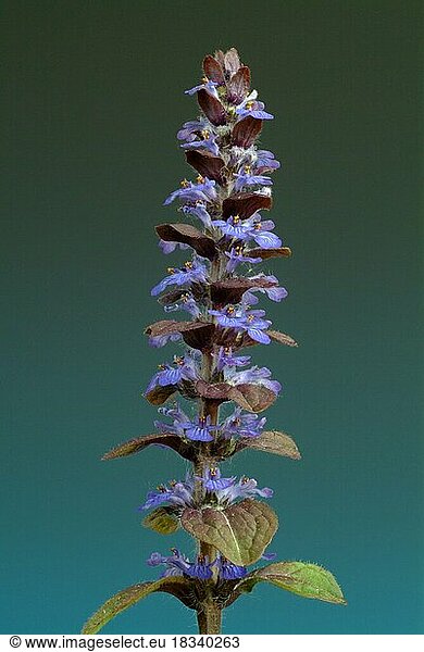 Blue bugles (Ajuga reptans)  also known as guilder's goutweed  medicinal plant  infusion of dried flowering parts of the creeping goutweed is said to help against rheumatism  stomach ulcers  angina and diarrhoea when drunk
