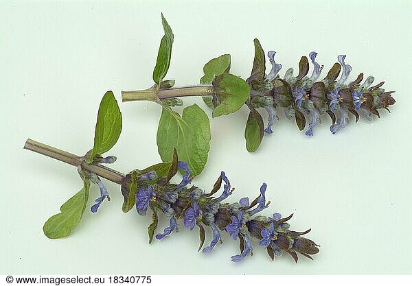 Blue bugles (Ajuga reptans)  also known as guilder's goutweed  medicinal plant  infusion of dried flowering parts of the creeping goutweed is said to help against rheumatism  stomach ulcers  angina and diarrhoea when drunk
