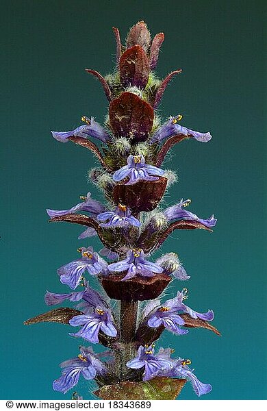 Blue bugles (Ajuga reptans)  also known as guilder's goutweed  medicinal plant  infusion of dried flowering parts of the creeping goutweed is said to help against rheumatism  stomach ulcers  angina and diarrhoea when drunk