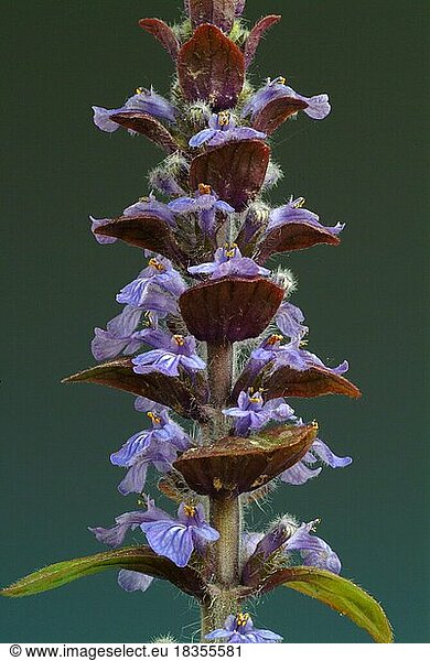 Blue bugles (Ajuga reptans)  also known as guilder's goutweed  medicinal plant  infusion of dried flowering parts of the creeping goutweed is said to help against rheumatism  stomach ulcers  angina and diarrhoea when drunk