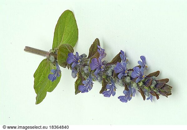Blue bugles (Ajuga reptans)  also known as guilder's goutweed  medicinal plant  infusion of dried flowering parts of the creeping goutweed is said to help against rheumatism  stomach ulcers  angina and diarrhoea when drunk