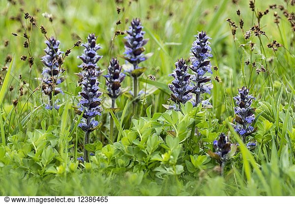 Blue bugles (Ajuga reptans) in a meadow  Burgenland  Austria  Europe