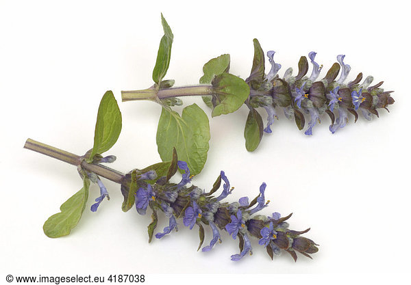 Blue Bugles  Bugleherb  Bugleweed or Carpetweed (Ajuga reptans)  medicinal plant