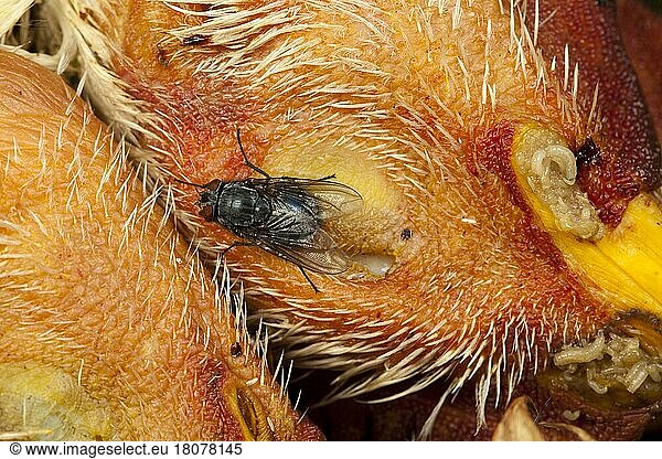 Blue (Calliphora vicina) blowfly on chicken head  blue flesh fly