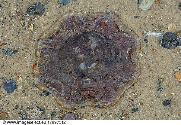 Blue (Cyanea lamarckii) Lion's Mane Jellyfish adult  stranded on beach  Norfolk  England  United Kingdom  Europe