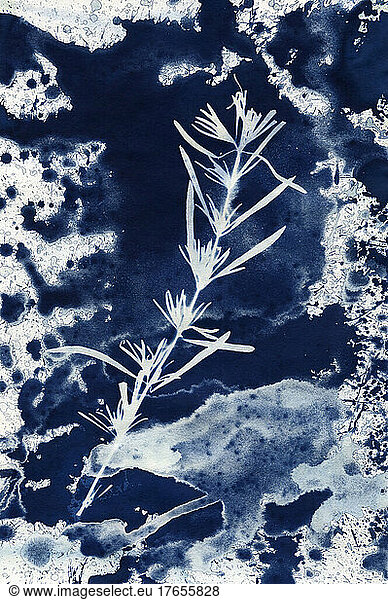 Blue Cyanotype Rosemary Plant Print