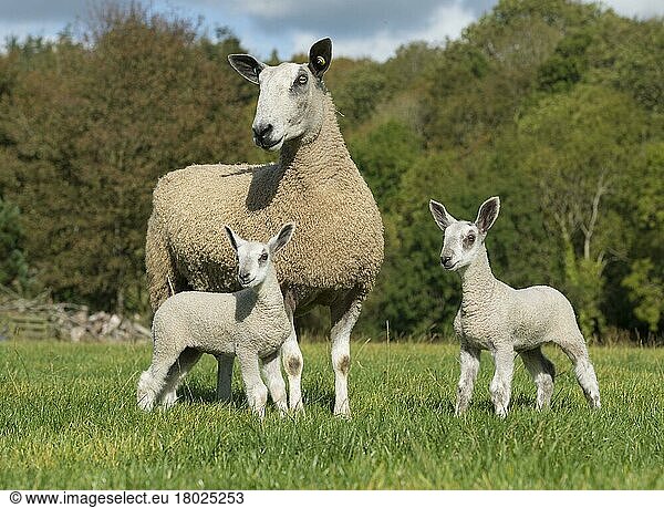 Blue-faced Leicester  purebred  domestic animals  ungulates  farm animals  cloven-hoofed  mammals  animals  domestic sheep  Domestic Sheep  ewe with twin lambs  standing in pasture  LlaNordrhein-Westfalenst  Conwy  North Wales  United Kingdom  Europe