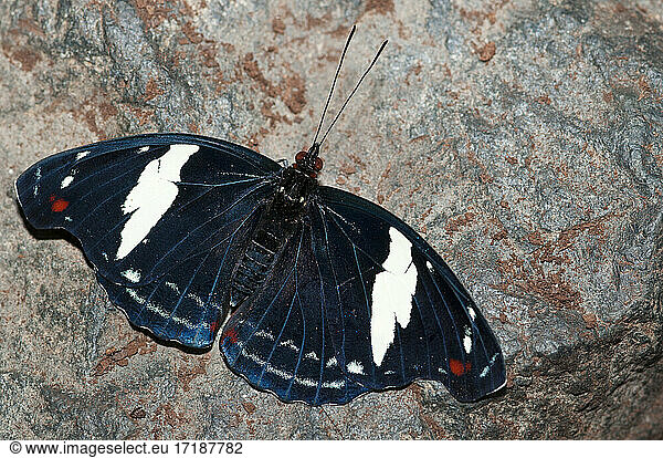 Blue-frosted Banner (Catonephele numilia esite) male on rock  native to Costa Rica