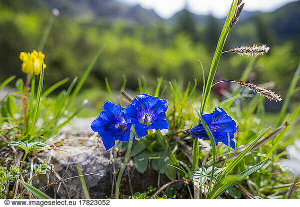 Blue gentian flowers blooming in summer