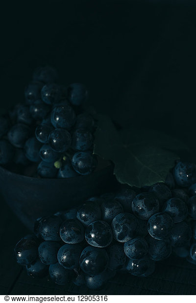 Blue grapes in front of dark background