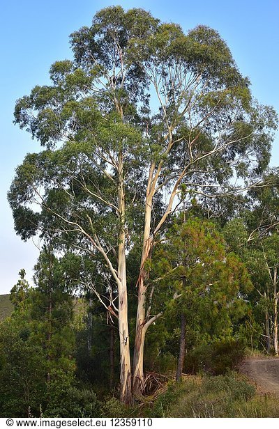 Blue gum (Eucalyptus globulus) is a tree native to Australia but widely cultivated in many countries for its wood. This photo was taken in Rabos d'Emporda  Girona province  Catalonia  Spain..