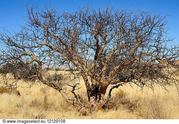 Blue-leaved corkwood (Commiphora glaucescens) is a little tree Burseraceae family. This photo was taken in Spitzkoppe,  Namibia.