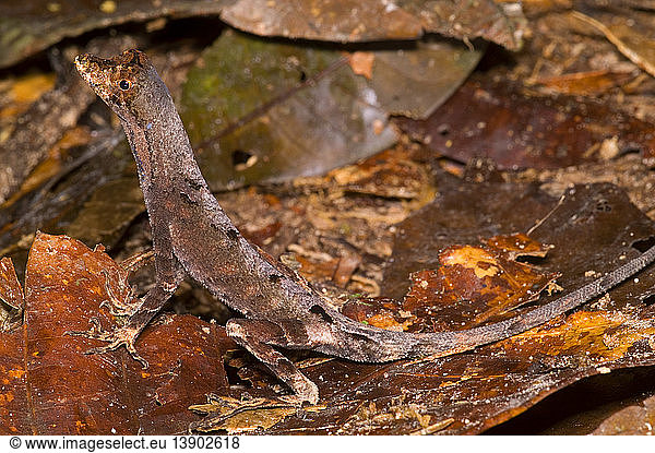 Blue Lipped Anole Blue Lipped Anole,amazon basin,amazonian herpetofauna ...