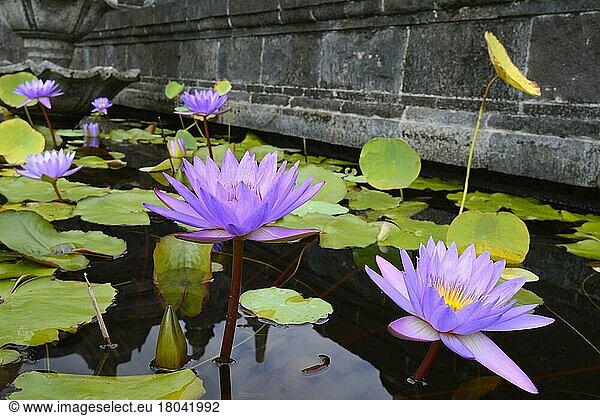 Blue lotus (Nymphaea caerulea) flower  also blue lotus  Buddhist monastery Brahma Vihara  Banjar  North Bali  Bali  Indonesia  Asia