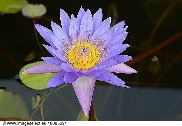 Blue lotus (Nymphaea caerulea) flower  also blue lotus  Buddhist monastery Brahma Vihara  Banjar  North Bali  Bali  Indonesia  Asia