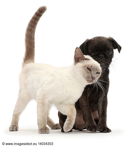 Blue-point Kitten with Platinum Pug Puppy
