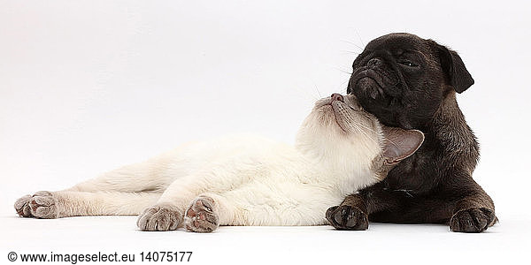 Blue-point Kitten with Platinum Pug Puppy