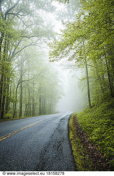 Blue Ridge Parkway climbs into the fog in a green verdant forest