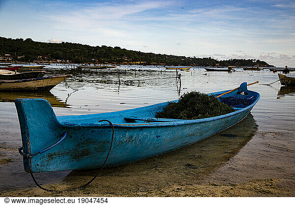 Blue rowing boat filled with seaweed on Nusa Lembongan