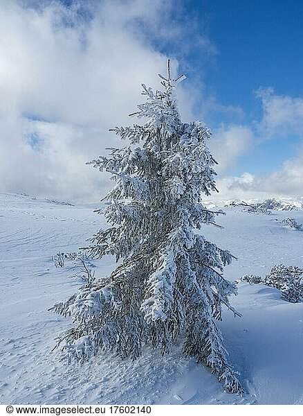 Blue sky over winter landscape  snow-covered trees  high plateau at Lawinenstein  Tauplitzalm  Styria  Austria  Europe