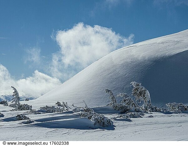 Blue sky over winter landscape  snow-covered trees  high plateau at Lawinenstein  Tauplitzalm  Styria  Austria  Europe