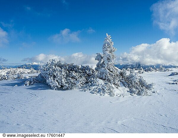 Blue sky over winter landscape  snow-covered trees  Lawinenstein  Tauplitzalm  Salzkammergut  Styria  Austria  Europe