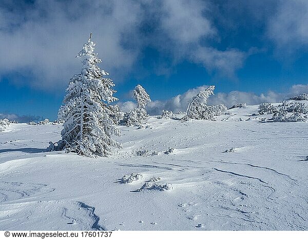 Blue sky over winter landscape  snow-covered trees  Lawinenstein  Tauplitzalm  Salzkammergut  Styria  Austria  Europe