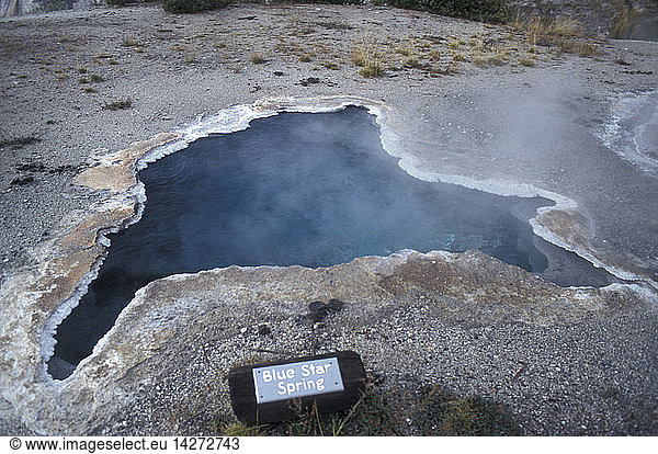 Blue star spring  Yellowstone National Park  United States of America  America