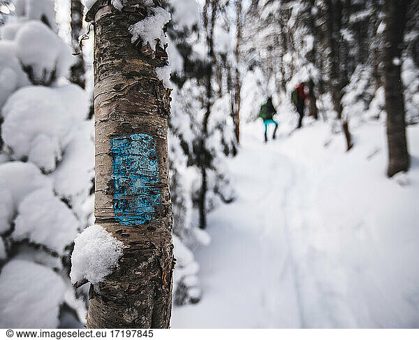 blue trail marker on birch tree on hiking path in snowy woods  Maine
