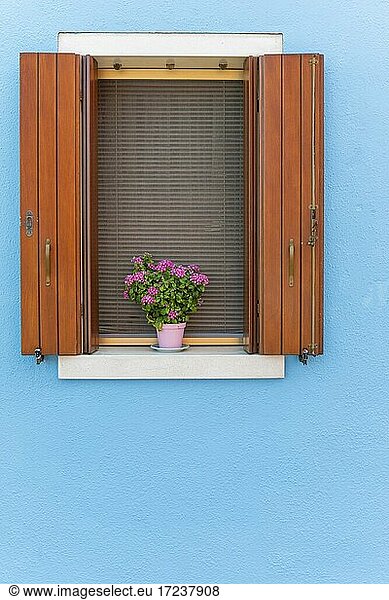 Blue wall  window with flower decoration  colorful house wall  colorful facade  Burano Island  Venice  Veneto  Italy  Europe