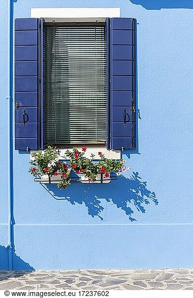 Blue wall with window and flower box  colorful house wall  colorful facade  Burano Island  Venice  Veneto  Italy  Europe