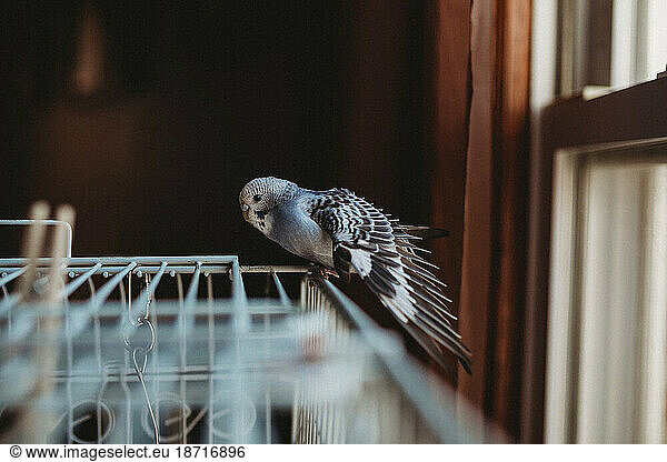 Blue  white  and black parakeet stretching it's wing on top of cage.