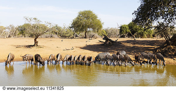 Blue wildebeest (Connochaetes taurinu) and Plains zebra (Equus quagga)  Mkhuze Game Reserve  Kwazulu-Natal  South Africa  Africa