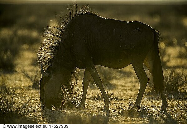 Blue wildebeest (Connochaetes taurinus) backlit by evening sun  Etosha National Park  Namibia  Africa