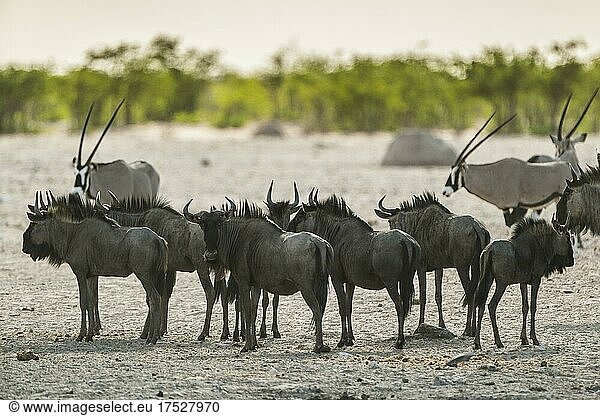 Blue wildebeests (Connochaetes taurinus) group at a waterhole  Etosha National Park  Namibia  Africa
