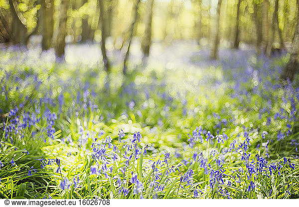 Bluebell flowers growing in sunny idyllic woods