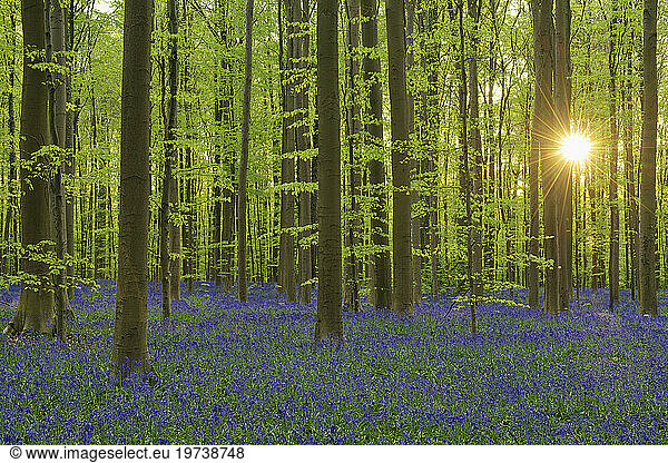 Bluebells (Hyacinthoides non-scripta) blooming in beech forest at sunrise