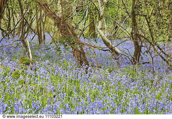Bluebells in flower in Lady's Wood  near South Brent  Devon  England  United Kingdom  Europe