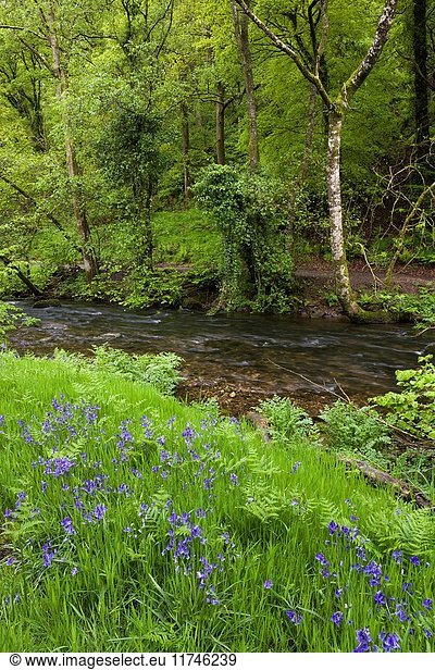 Bluebells on the bank of the River Haddeo in spring at Hartford Bottom  Exmoor National Park near Hartford  Somerset  England.